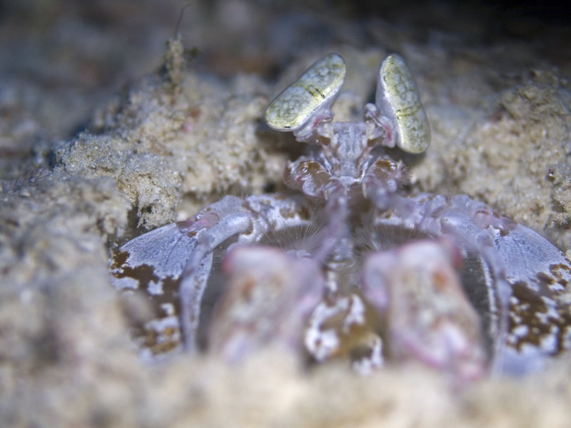 Mabul, Paradise 1 and 2, Spearing Mantis Shrimp